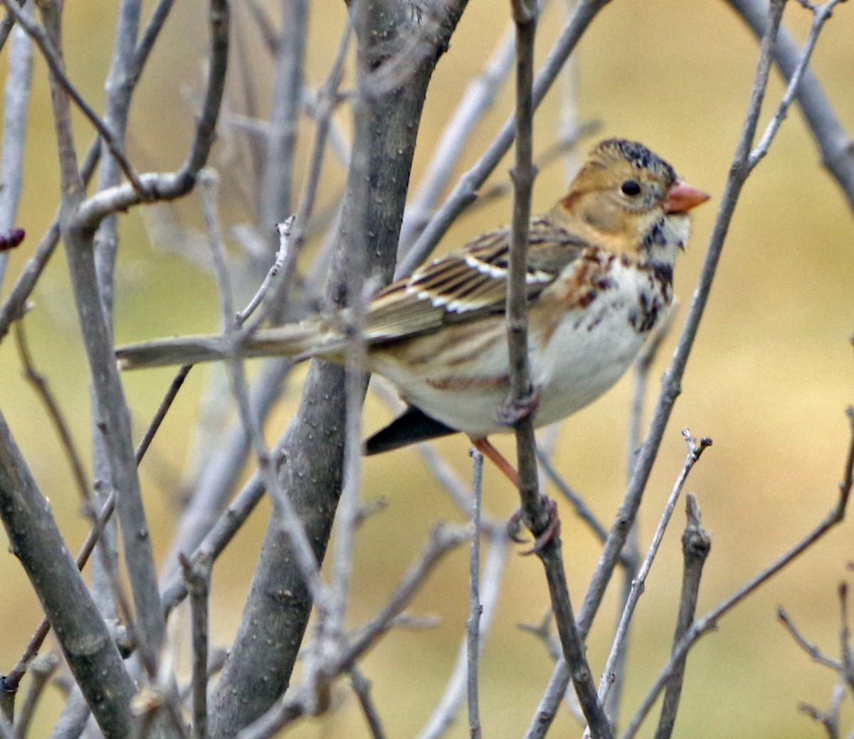 Harris's Sparrow - ML611694482