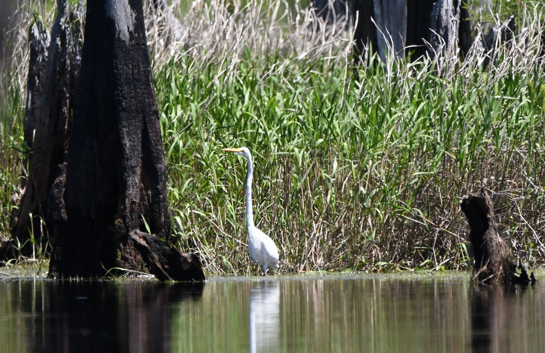 Great Egret - ML611694512