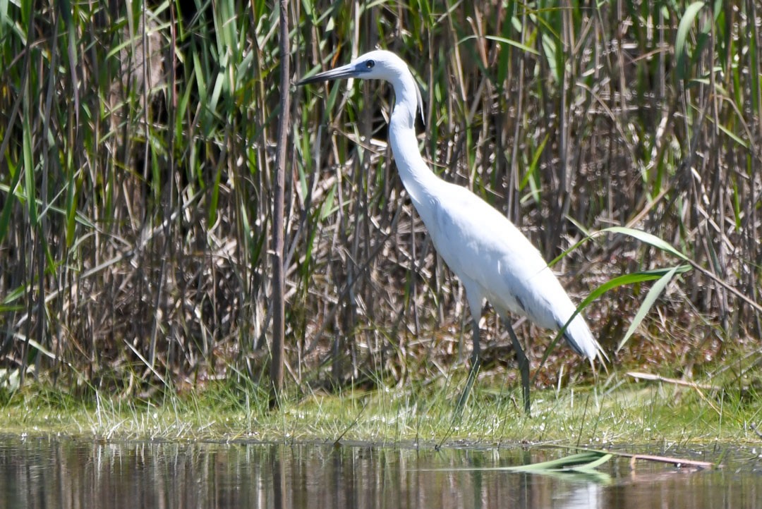 Little Blue Heron - ML611694517