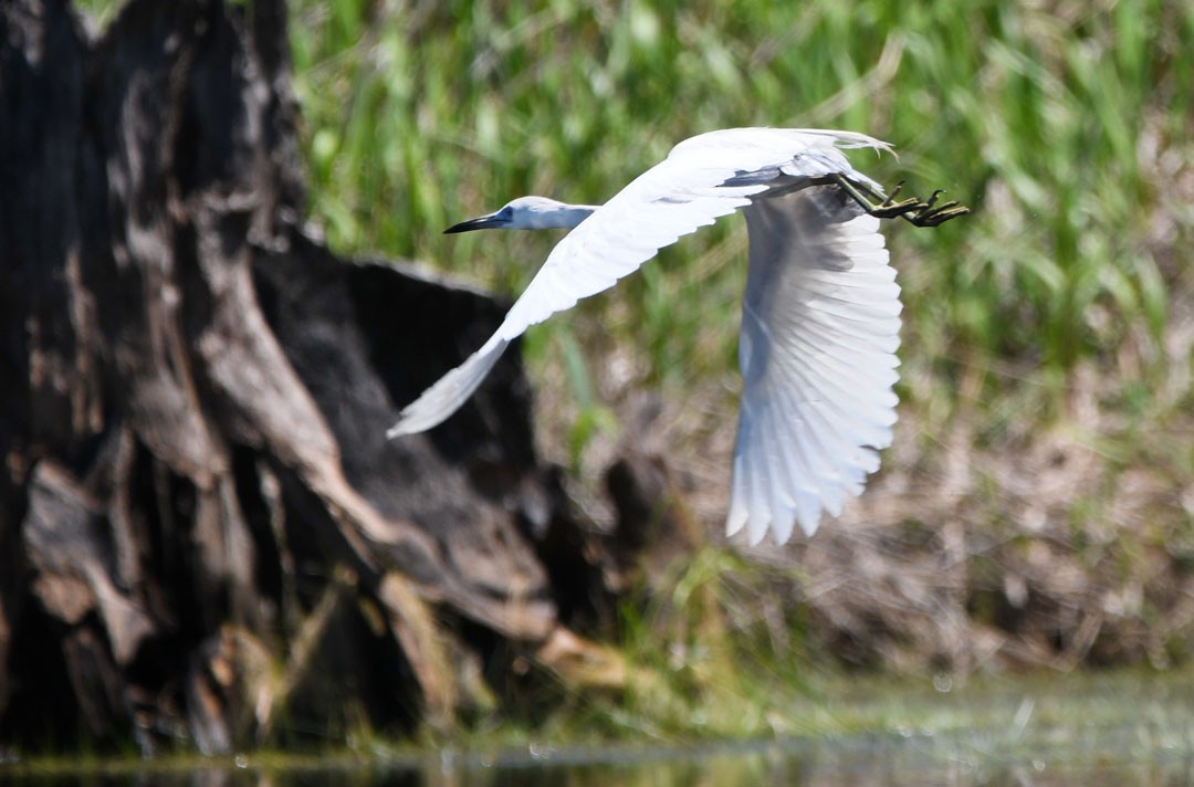 Little Blue Heron - ML611694518