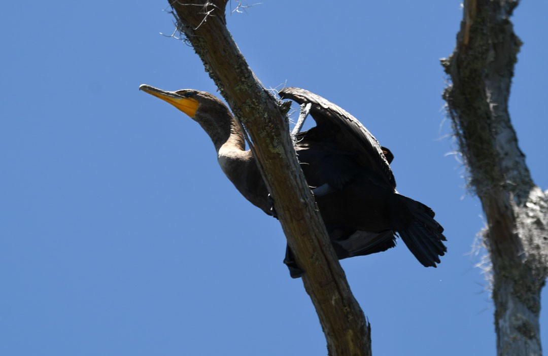 Double-crested Cormorant - ML611694522