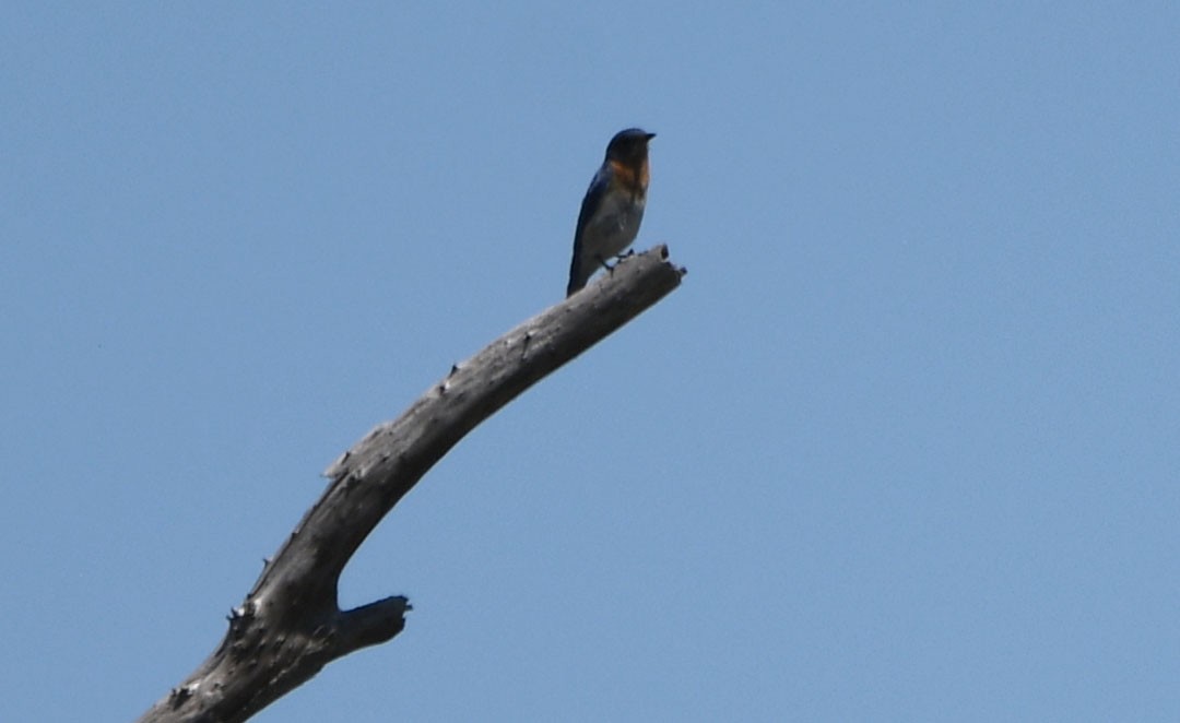 Eastern Bluebird - ML611694528