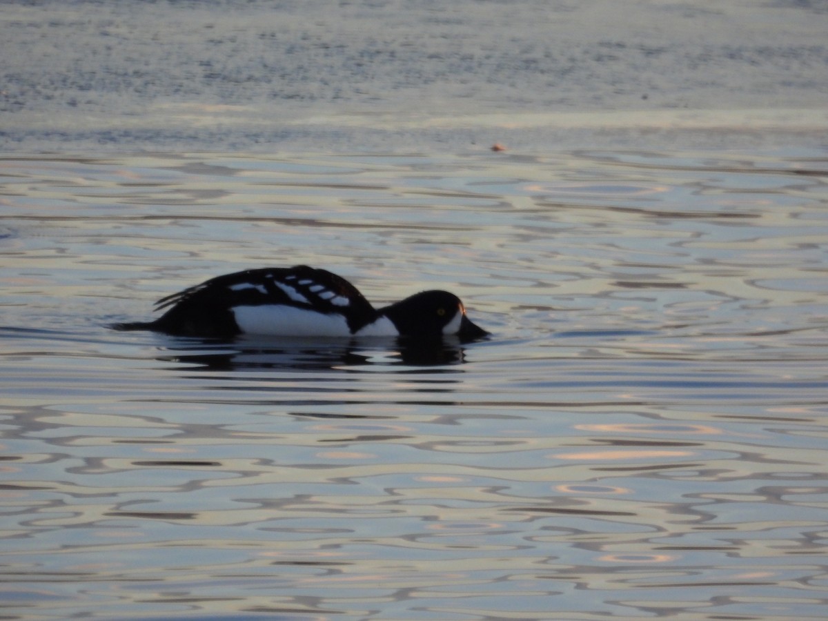 Barrow's Goldeneye - ML611694529