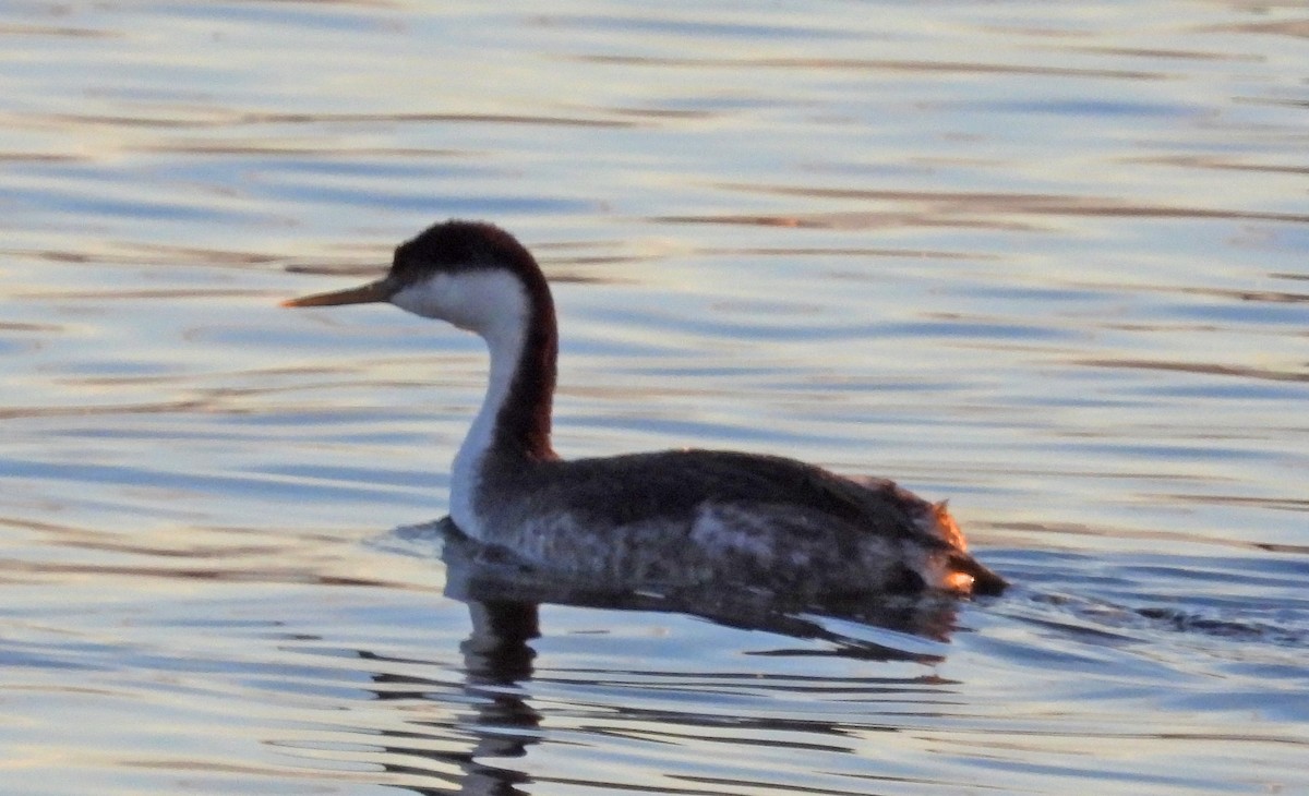 Western Grebe - Sharon Dewart-Hansen