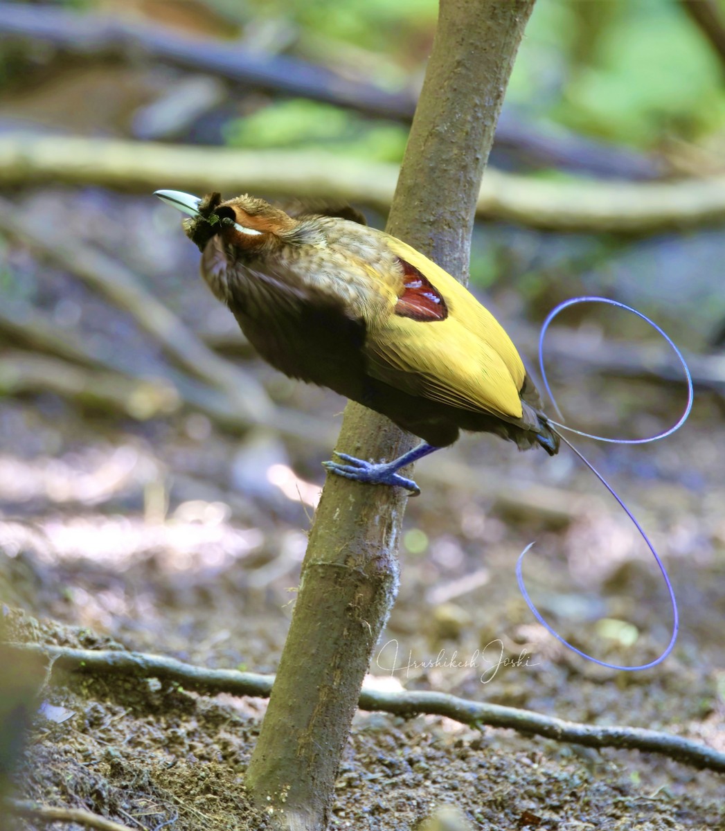 Magnificent Bird-of-Paradise - ML611694564