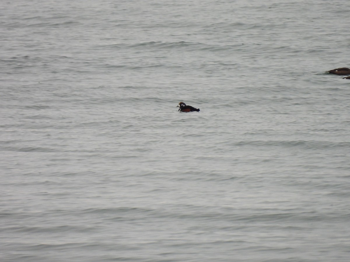 Harlequin Duck - ML611694604