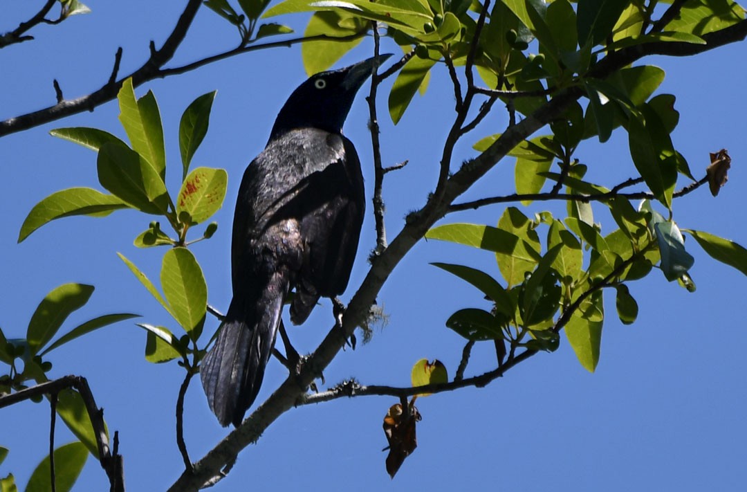 Common Grackle - ML611694653
