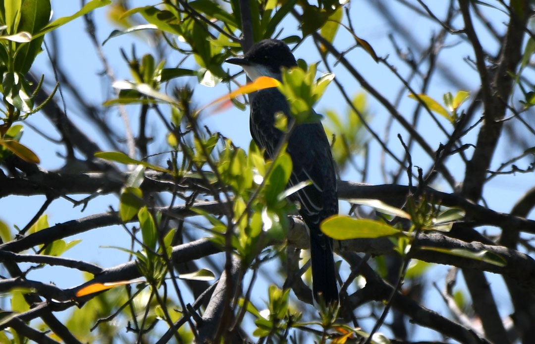 Eastern Kingbird - ML611694657