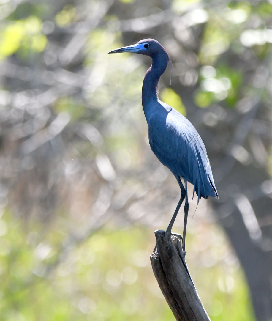 Little Blue Heron - ML611694661