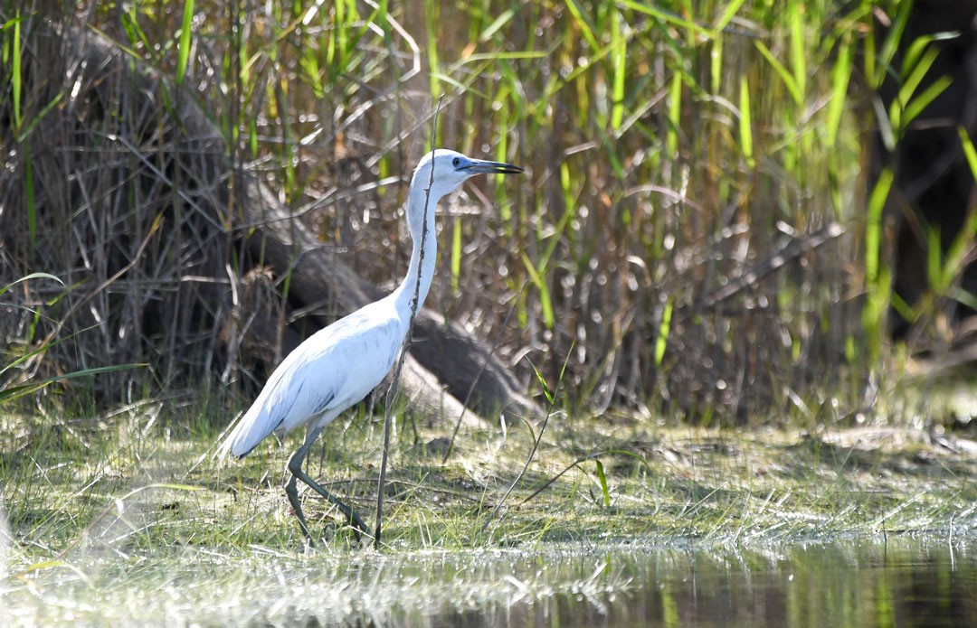 Little Blue Heron - ML611694665