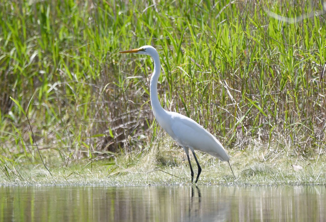 Great Egret - ML611694667