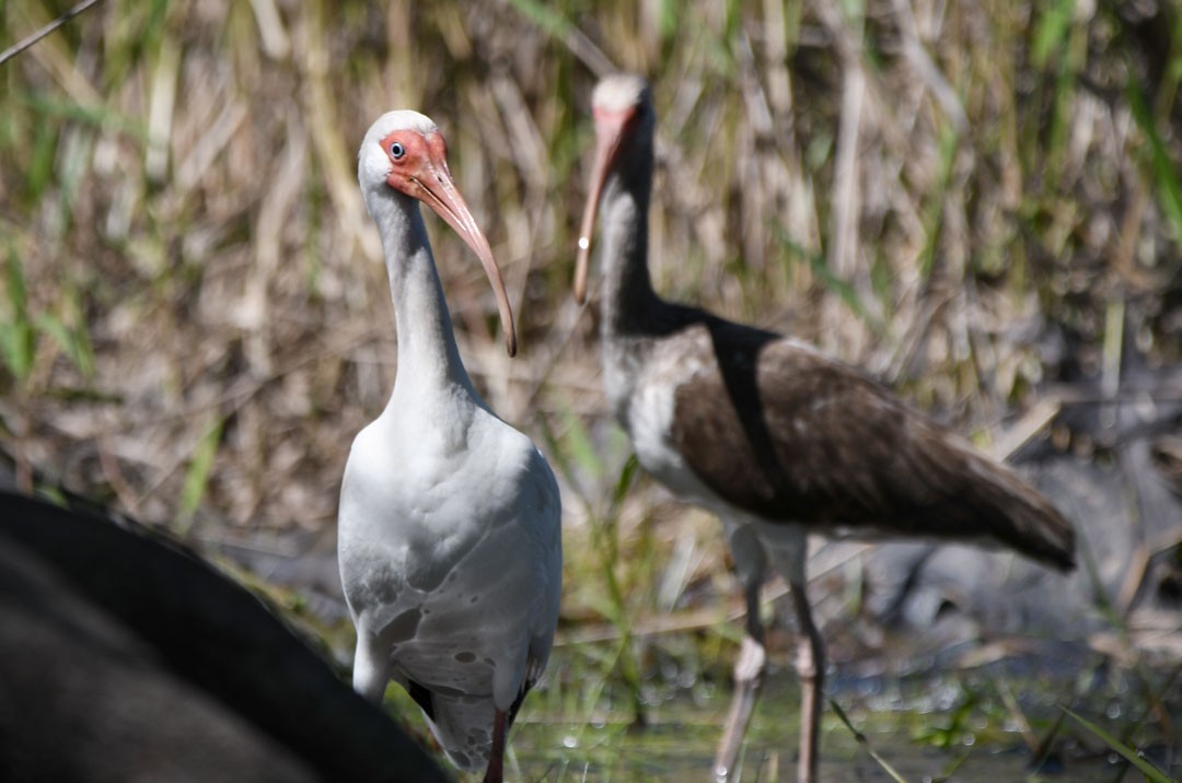 White Ibis - ML611694669