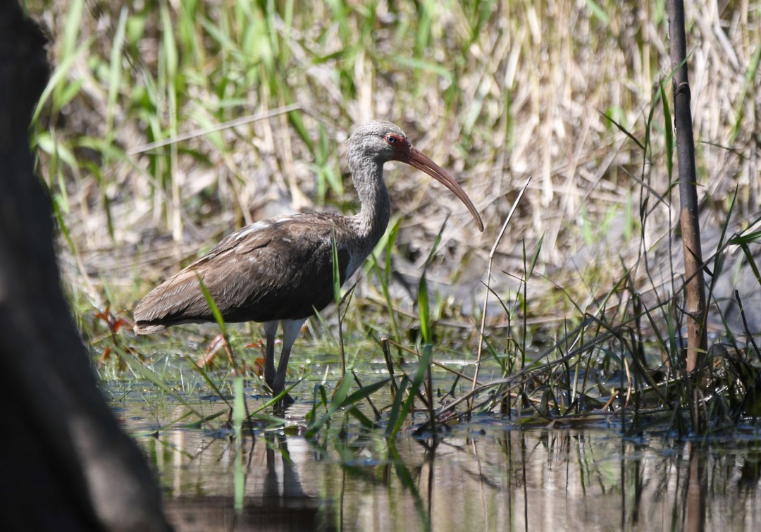White Ibis - ML611694670