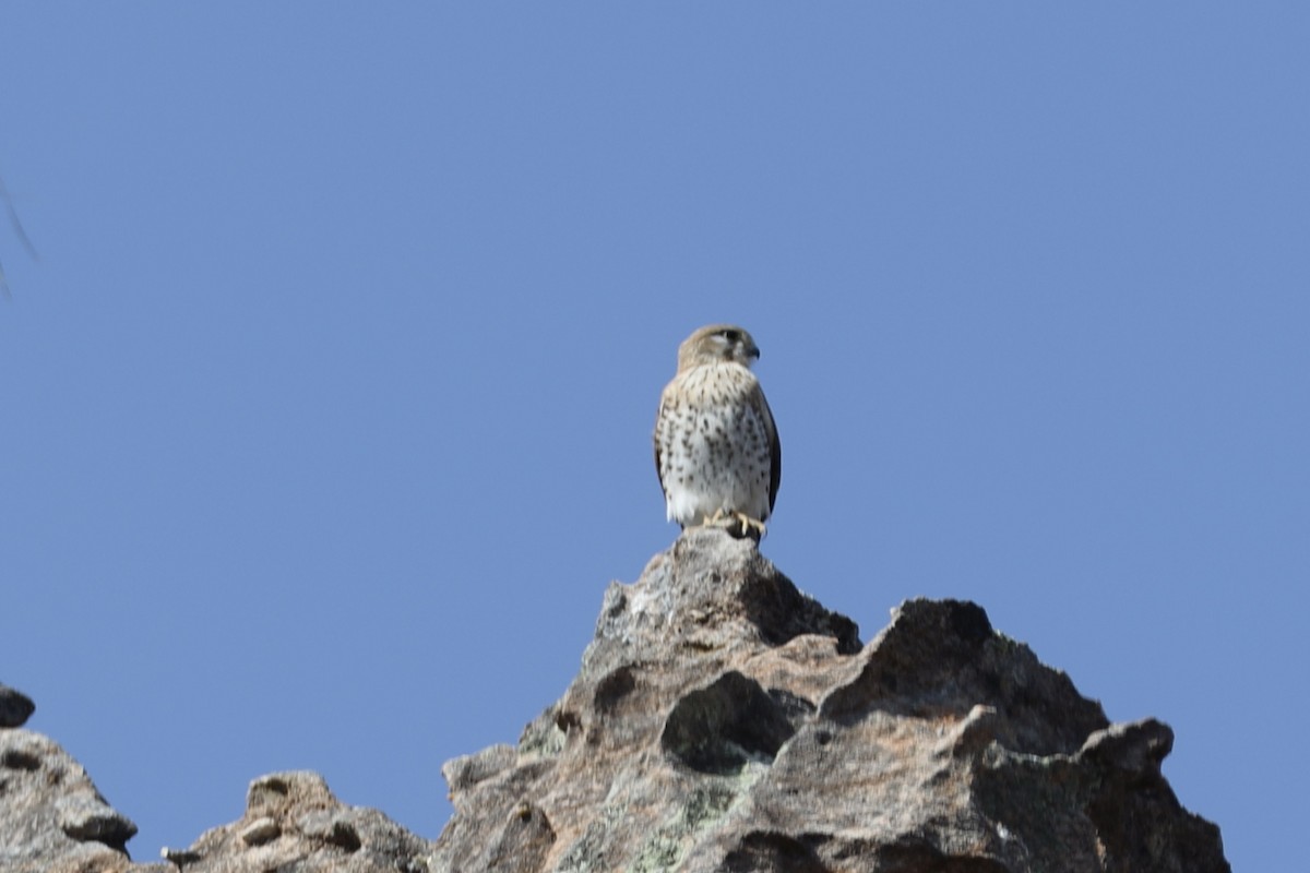 Malagasy Kestrel - ML611694711