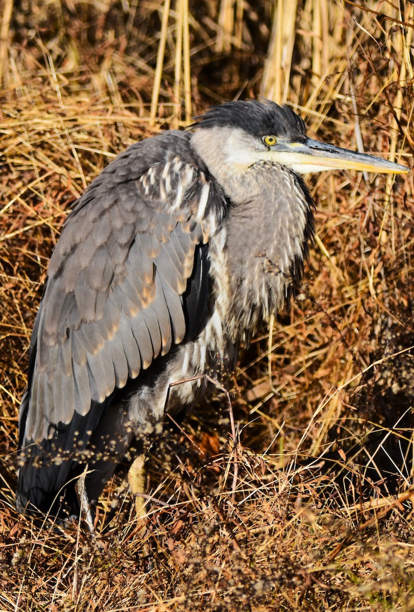 Great Blue Heron - Old Sam Peabody