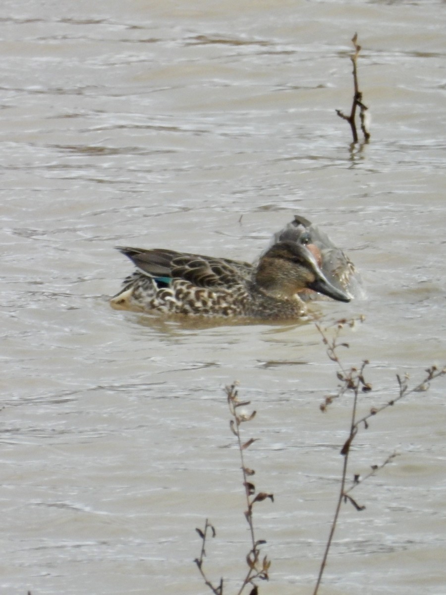 Green-winged Teal - ML611694730
