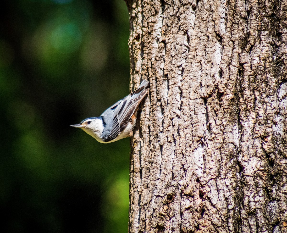 White-breasted Nuthatch - ML611694773