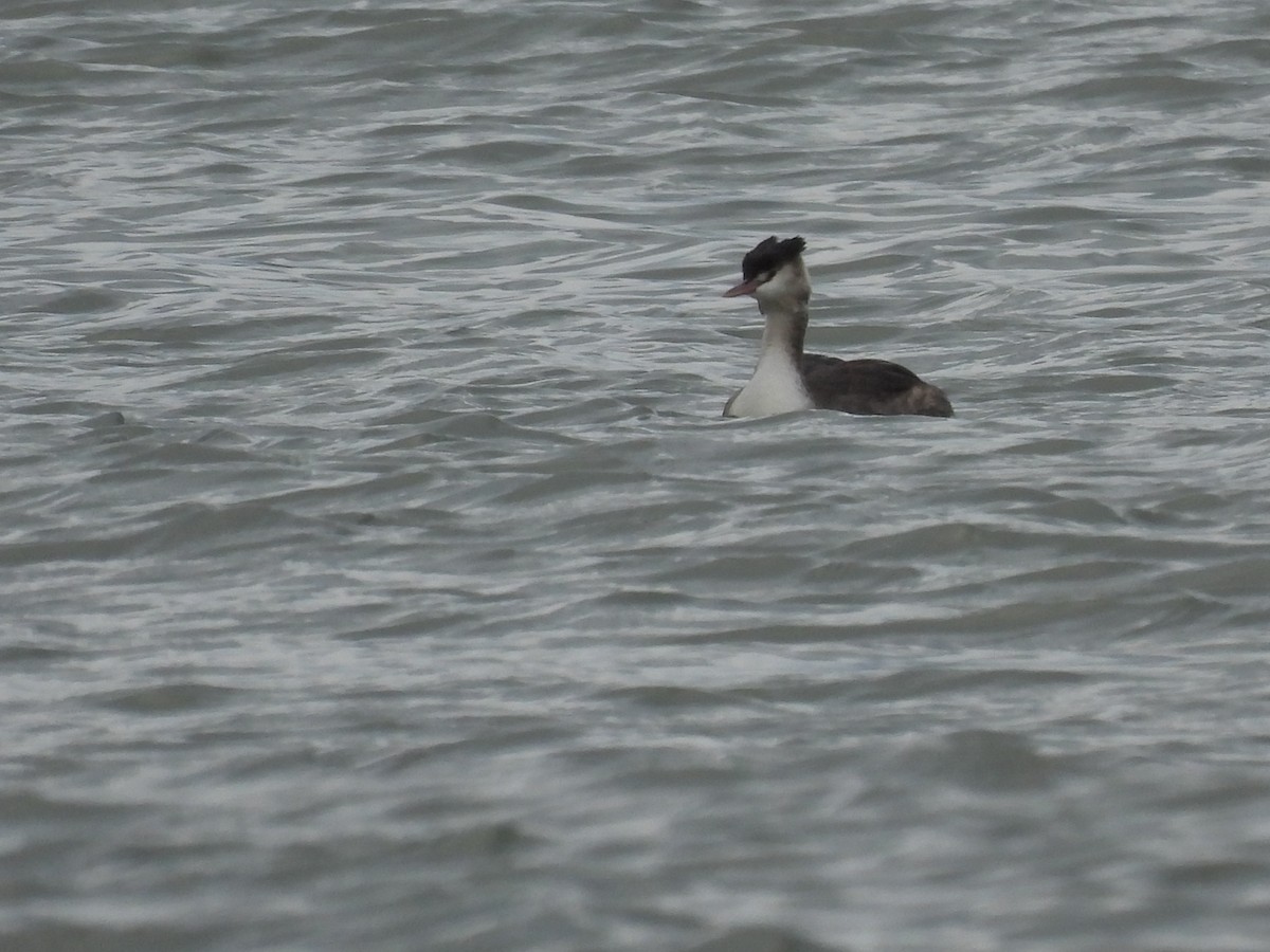Great Crested Grebe - ML611694880