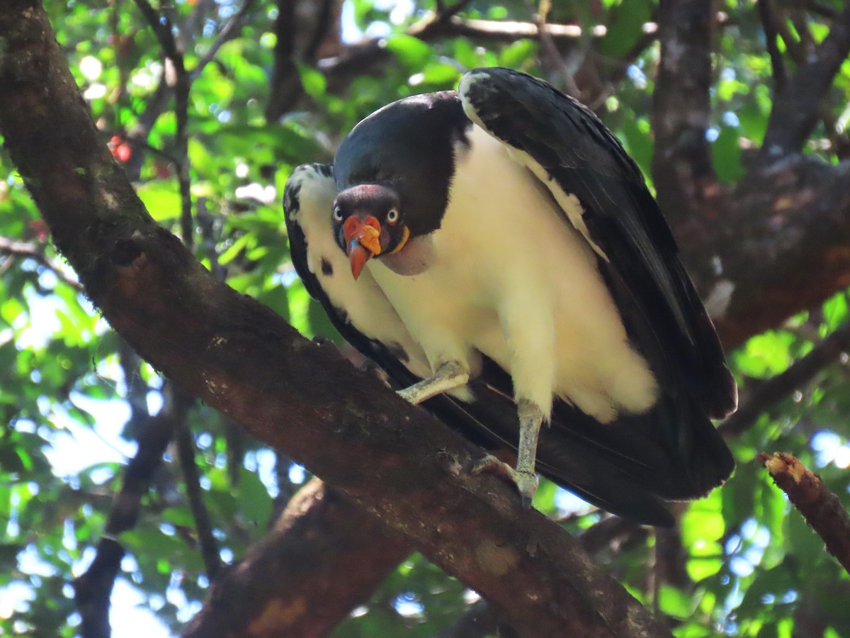 King Vulture - Hugo Foxonet