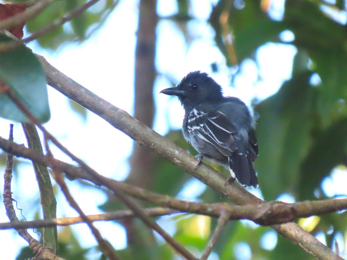 Blackish-gray Antshrike - Hugo Foxonet