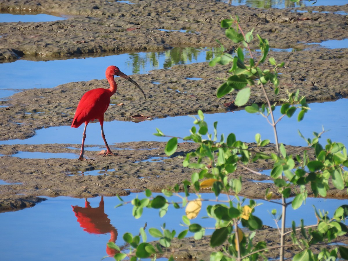 Scarlet Ibis - Hugo Foxonet