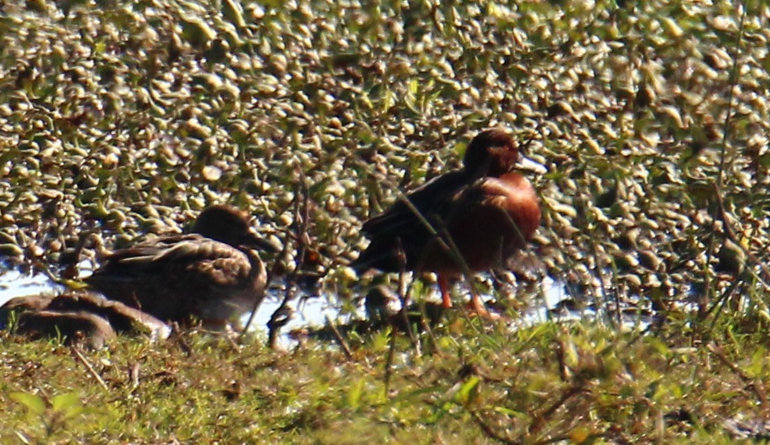 Cinnamon Teal - ML611694946