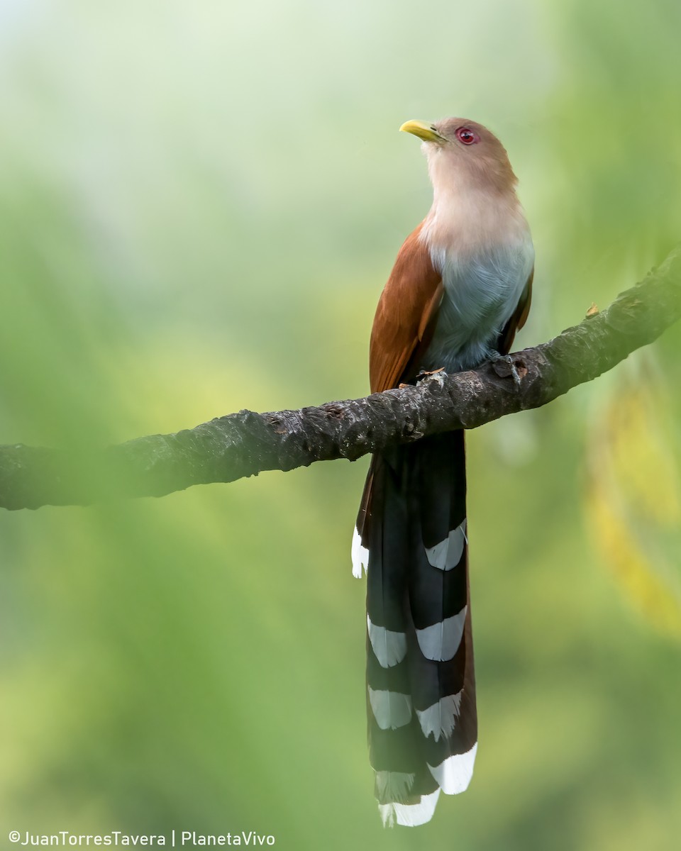 Squirrel Cuckoo - ML611694948