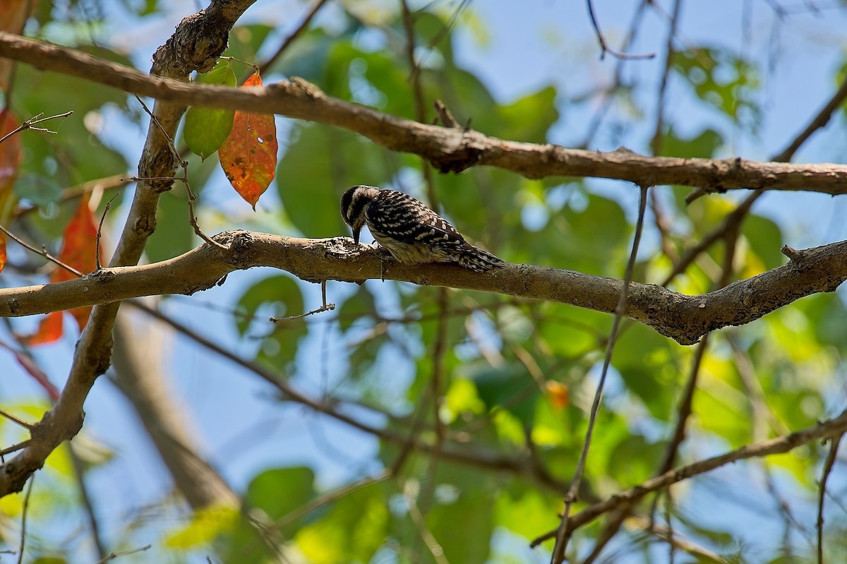 Sunda Pygmy Woodpecker - ML611694958