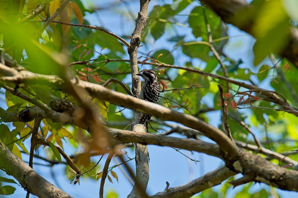 Sunda Pygmy Woodpecker - ML611694959