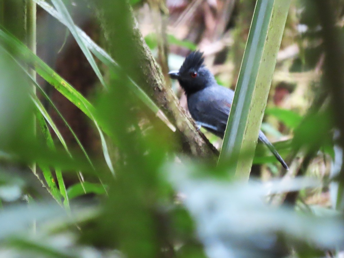 Black-throated Antshrike - Hugo Foxonet