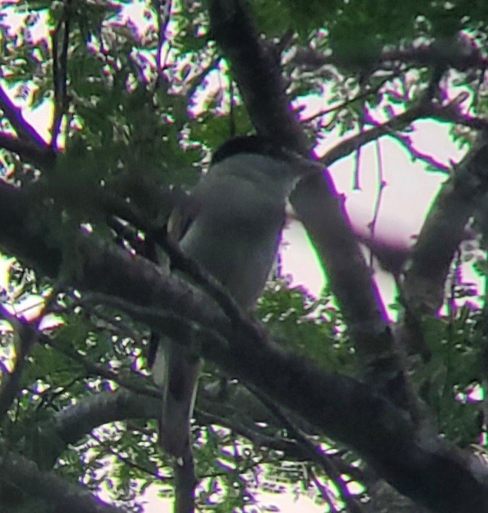 Gray-collared Becard - ML611694966