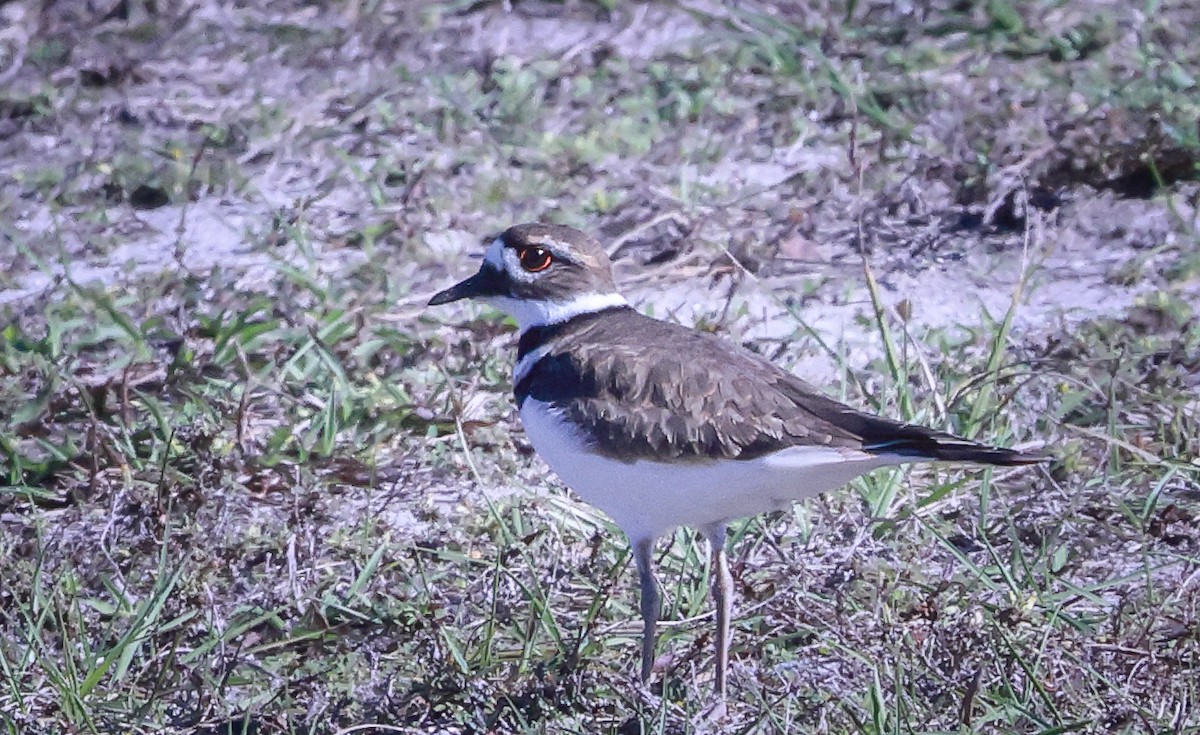 Killdeer - ML611694989