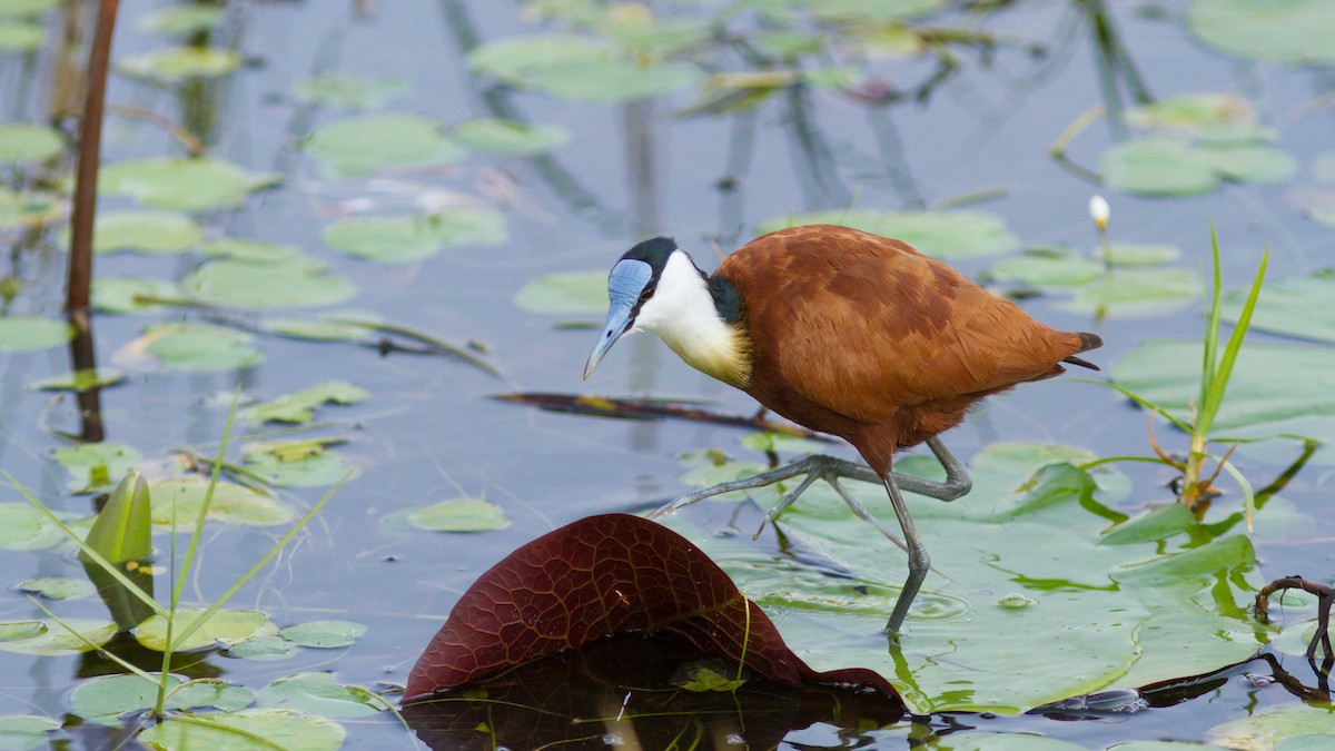 African Jacana - ML611695002