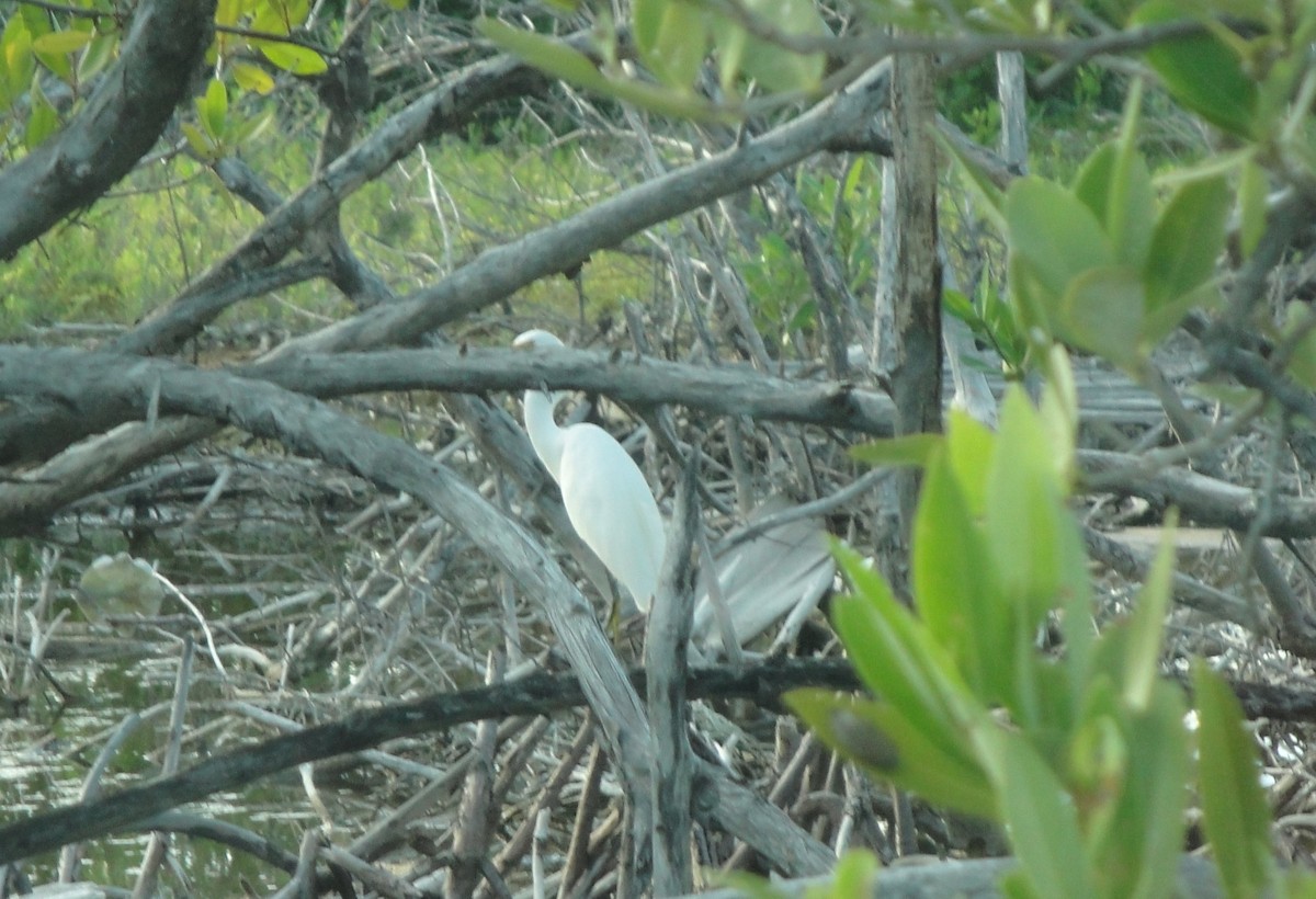 Snowy Egret - ML611695005