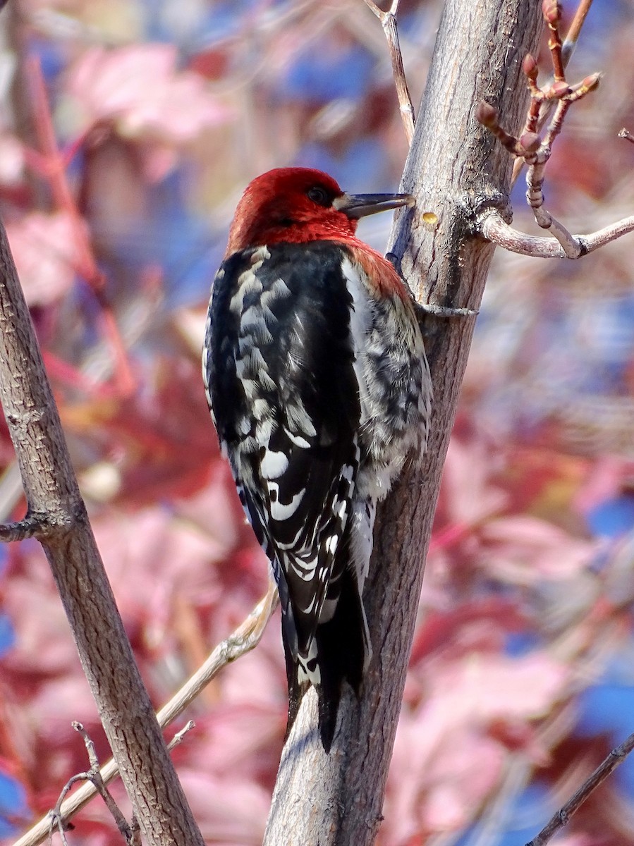 Red-breasted Sapsucker - ML611695010