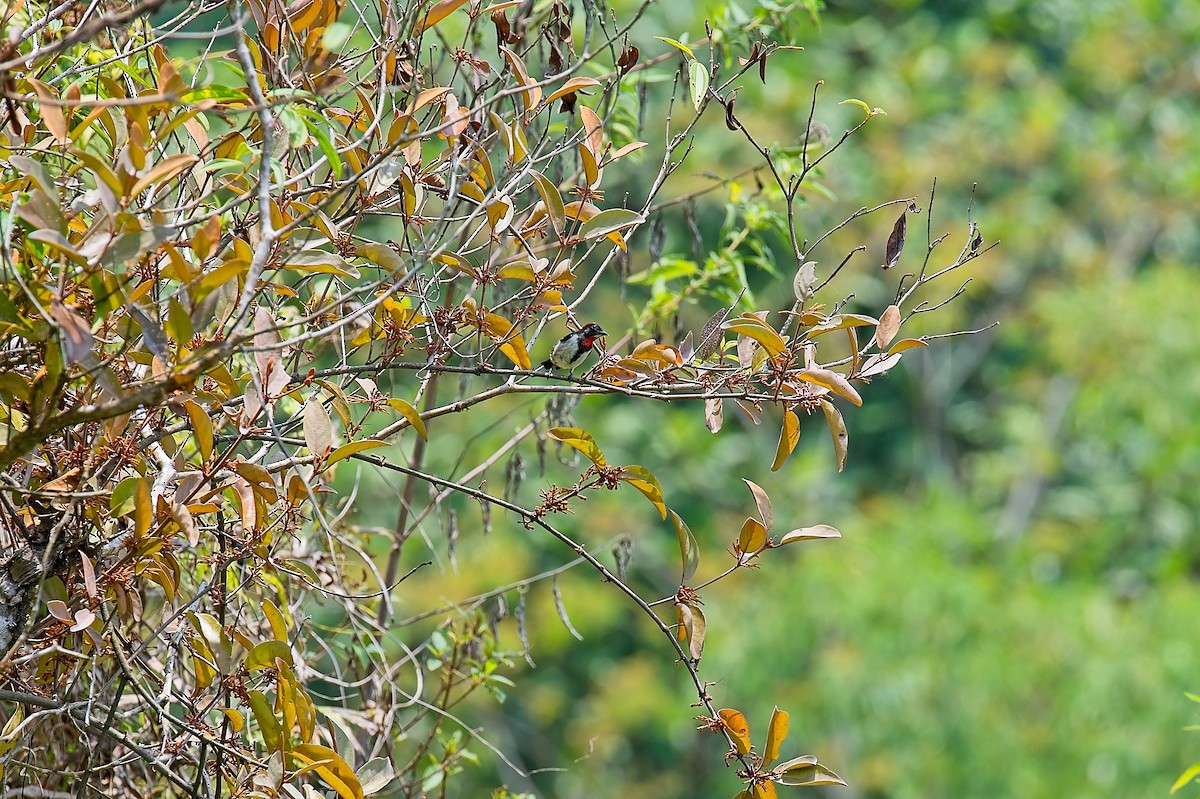 Black-fronted Flowerpecker - ML611695028