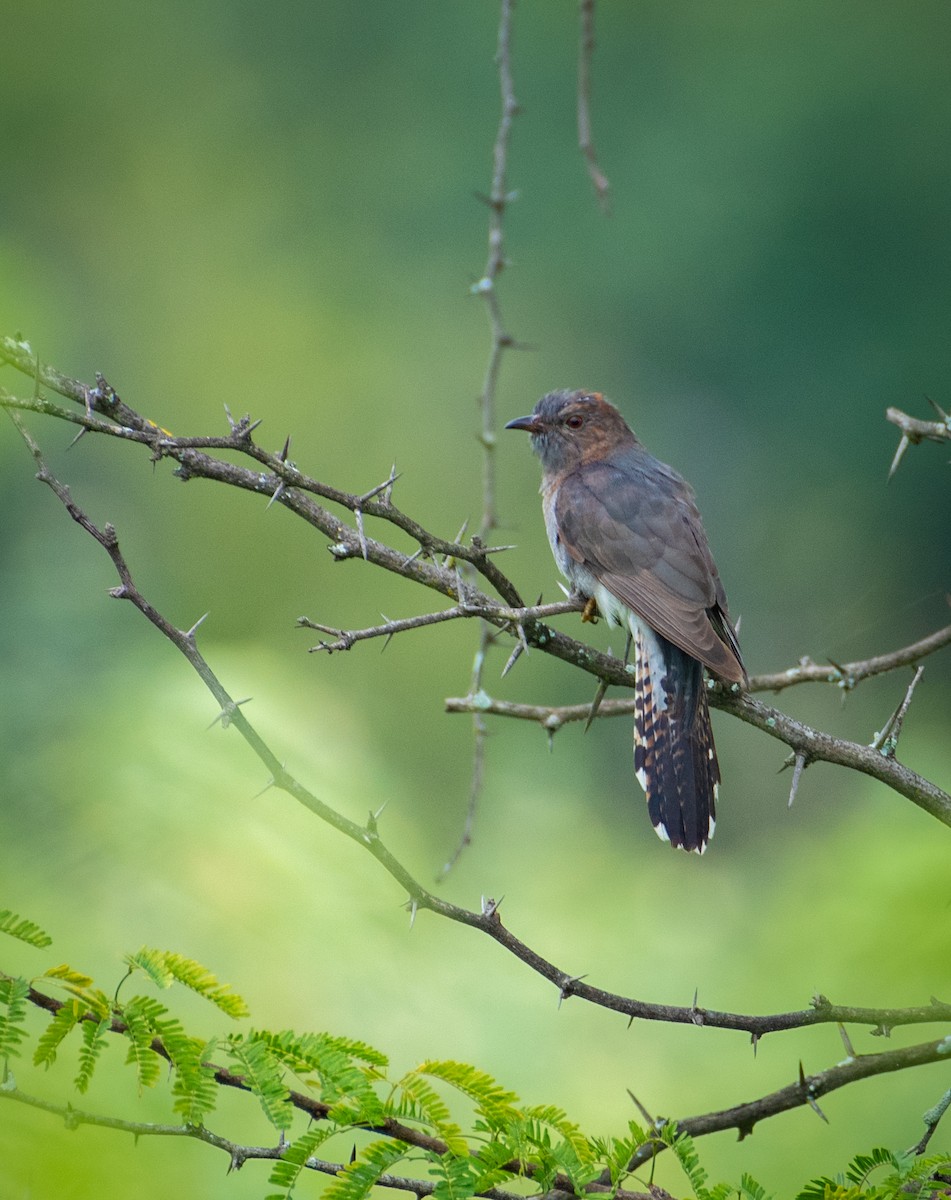 Gray-bellied Cuckoo - prasanthdas ds