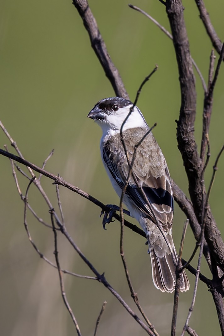 Pearly-bellied Seedeater - ML611695049