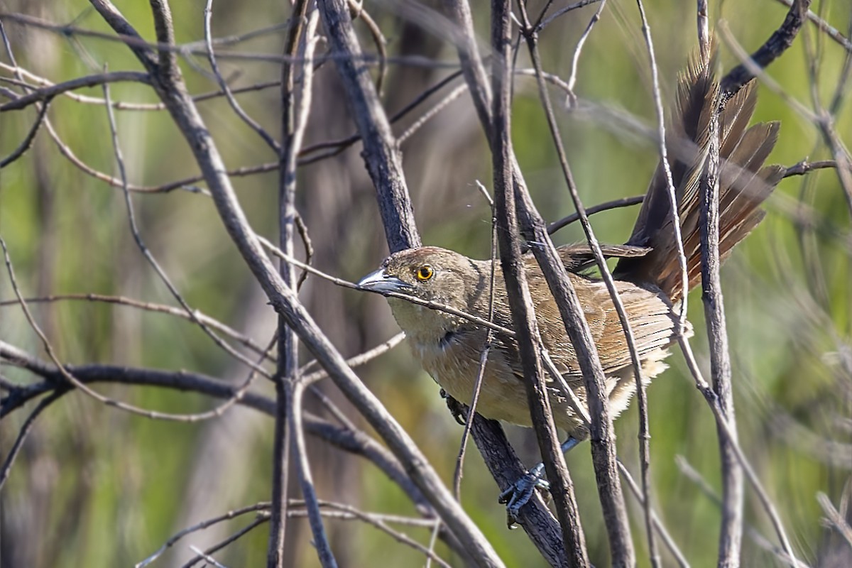 Freckle-breasted Thornbird - ML611695051