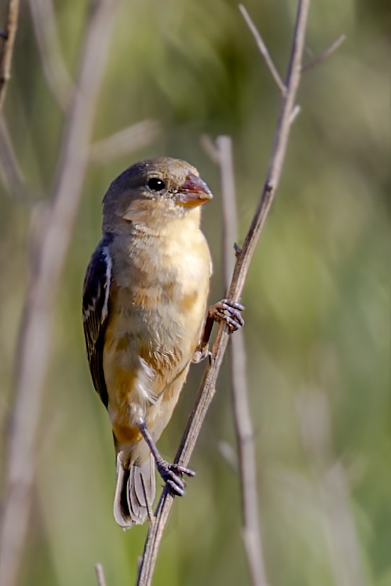 Tawny-bellied Seedeater - ML611695057