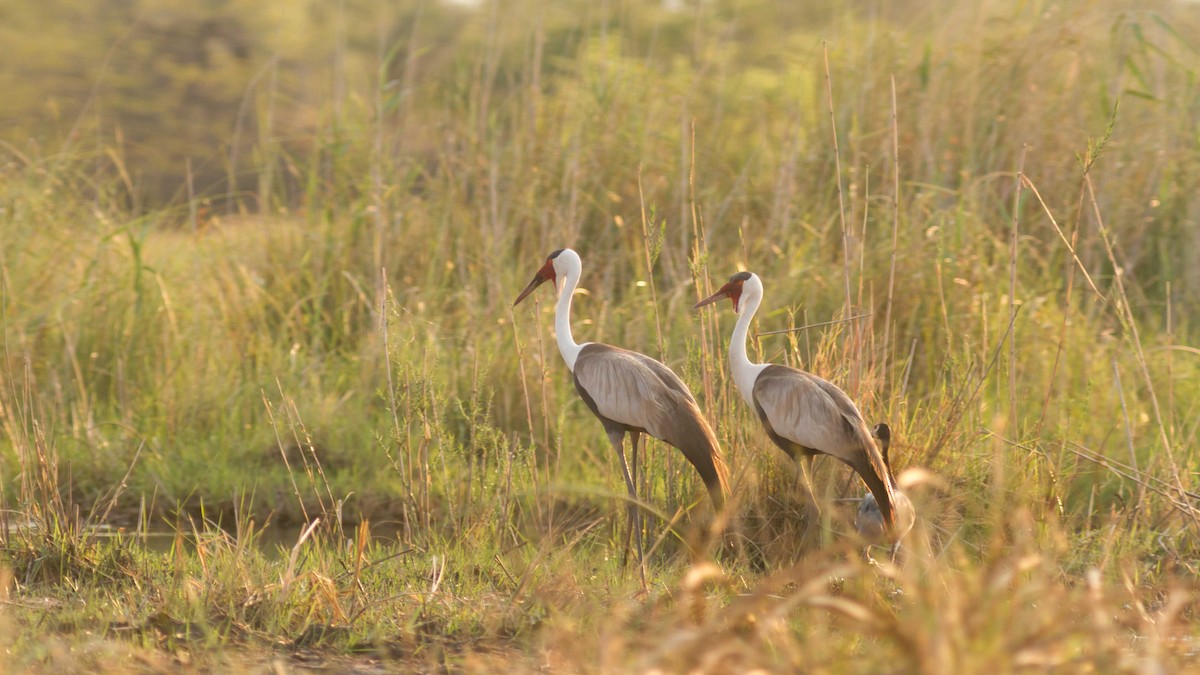 Wattled Crane - ML611695059