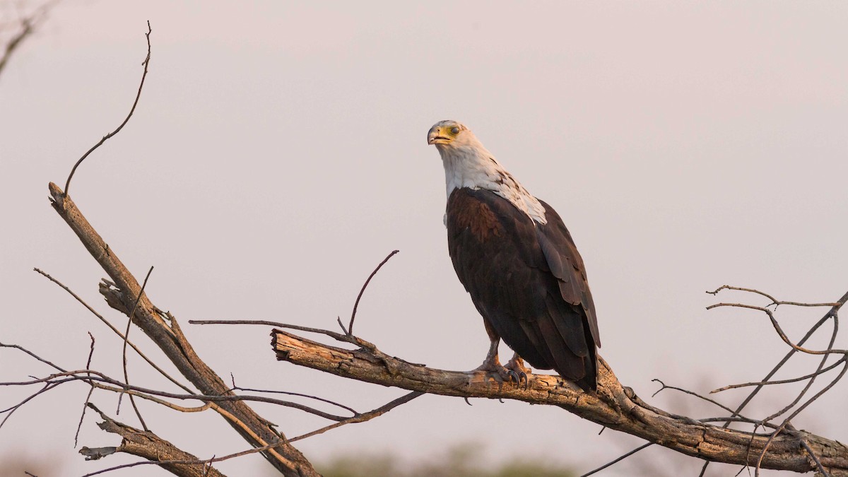 African Fish-Eagle - ML611695079