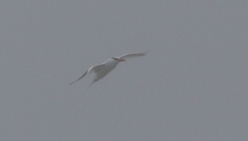 Red-billed Tropicbird - ML611695176