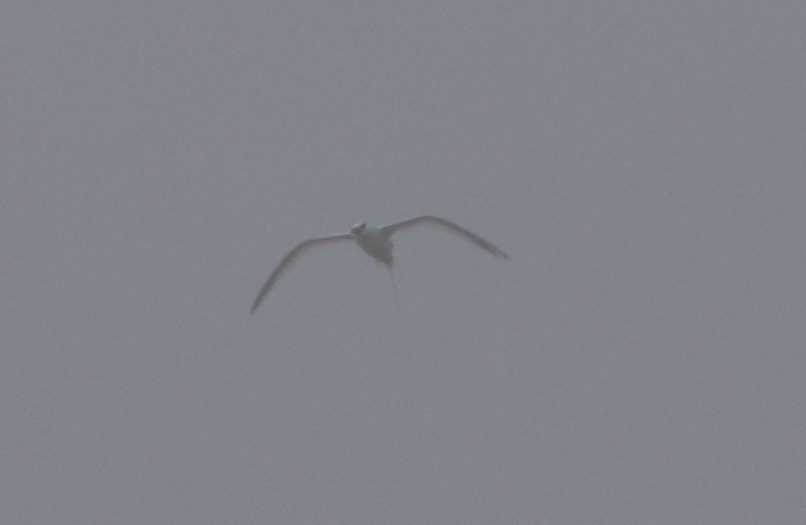 Red-billed Tropicbird - ML611695178