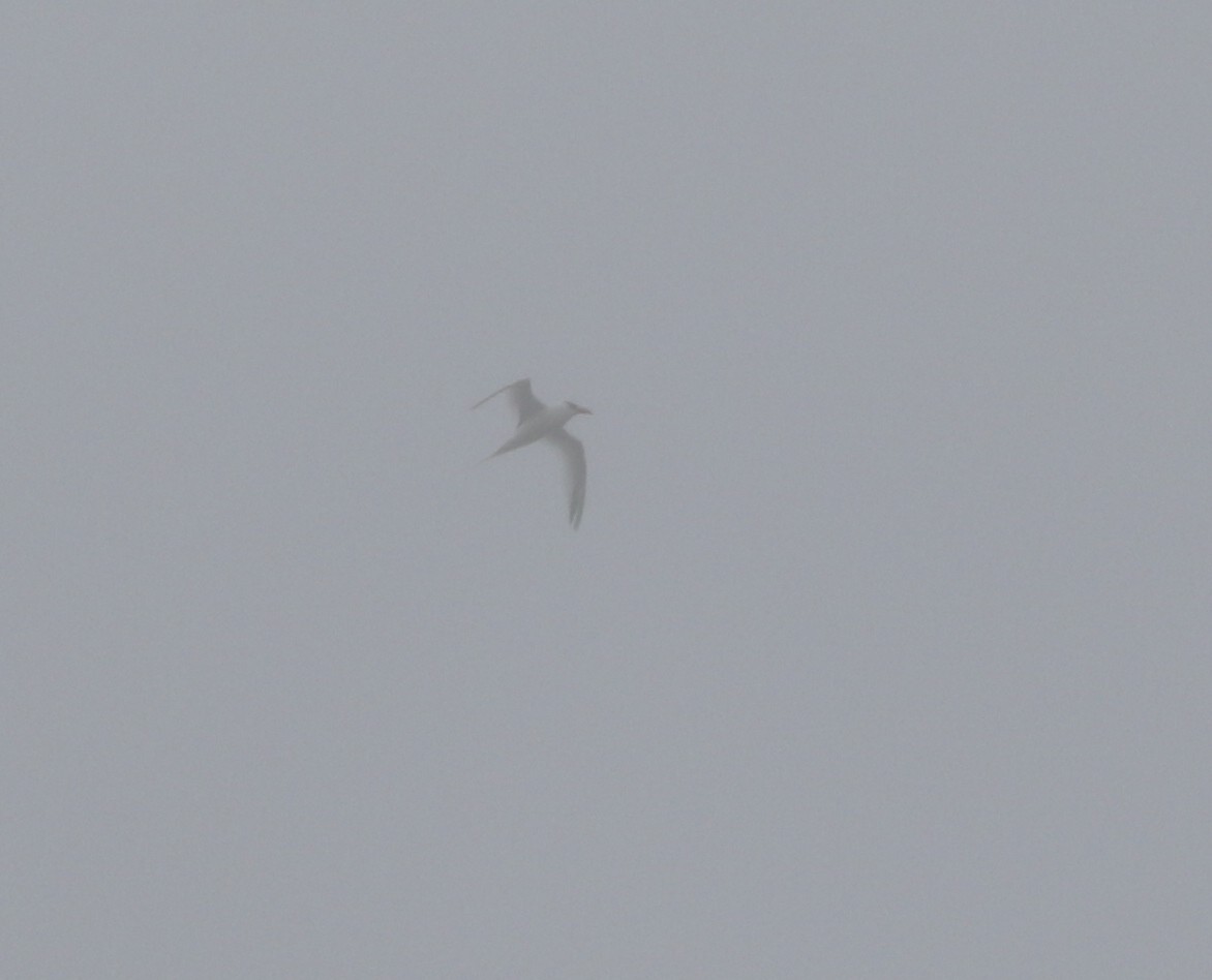 Red-billed Tropicbird - ML611695180