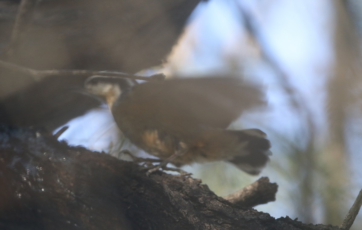 Red-breasted Nuthatch - ML611695338