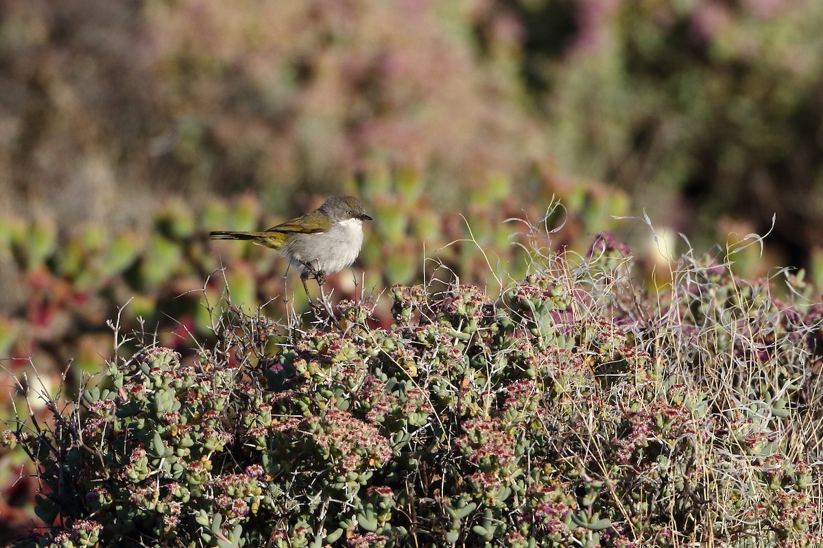 Yellow-rumped Eremomela - ML611695417