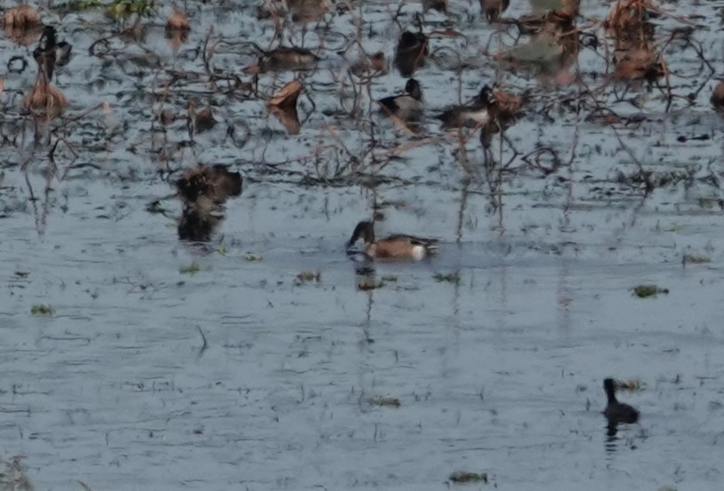 Northern Shoveler - ML611695460