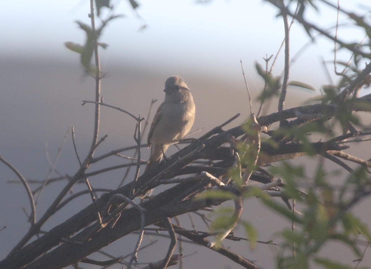Black-chinned Sparrow - logan kahle