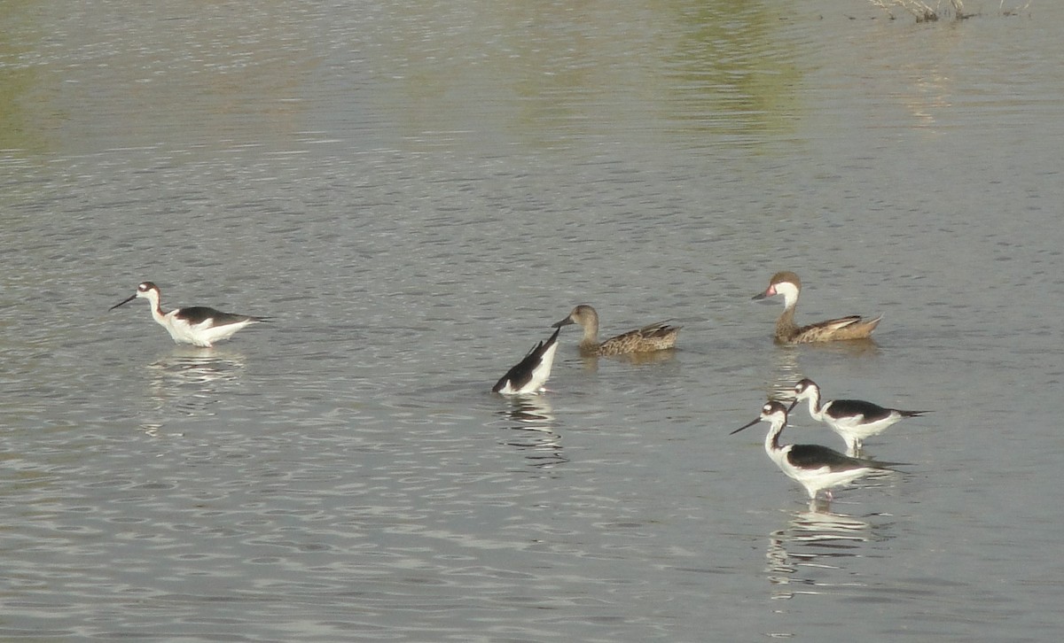 White-cheeked Pintail - ML611695486